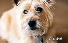 还不知道小狗立耳非常简单方式 ？看了你就知道了