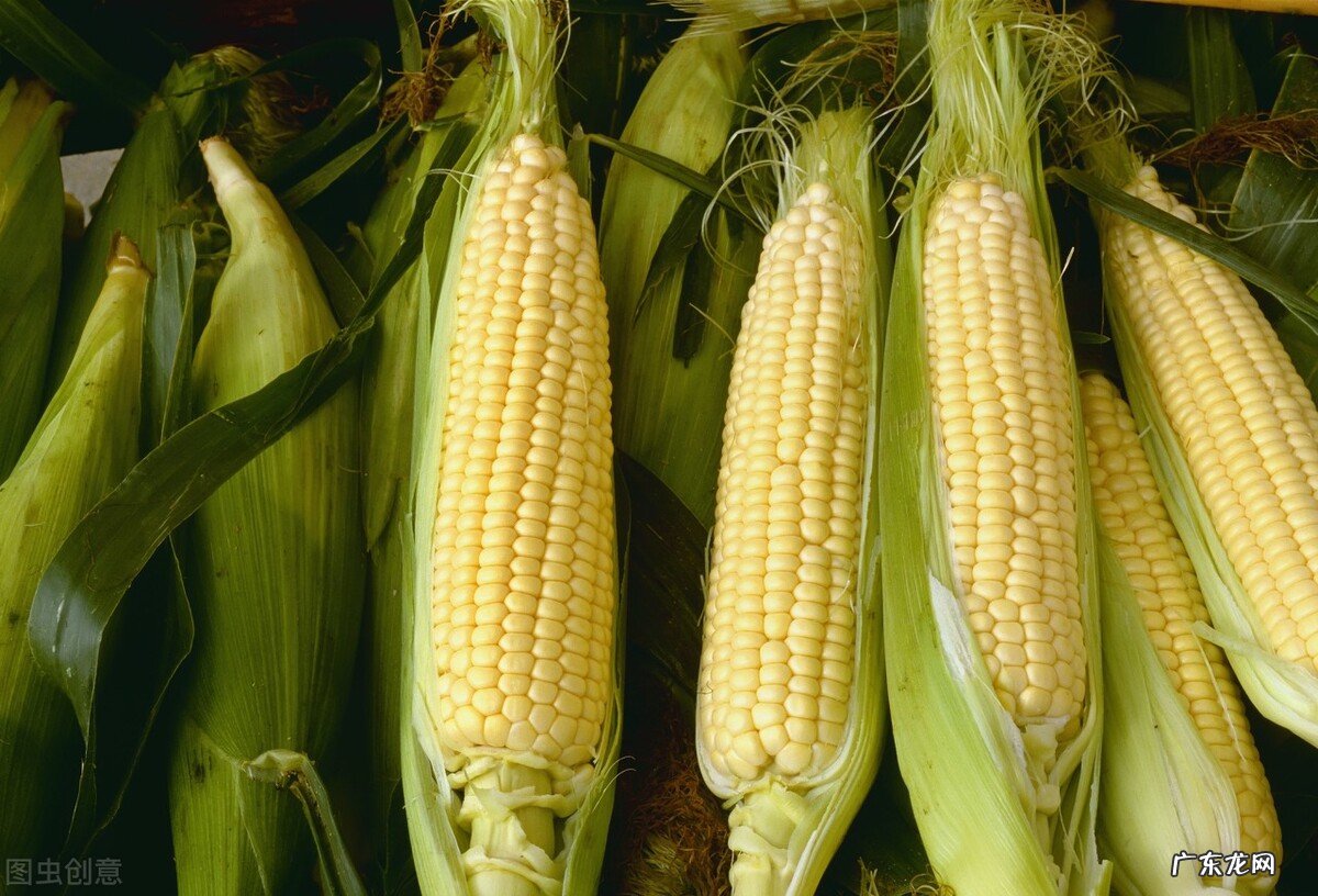 十大富含膳食纤维的食物 含营养纤维的食物有哪些