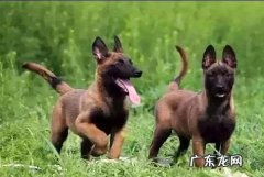 东德牧羊犬不叫如何训炼叫
