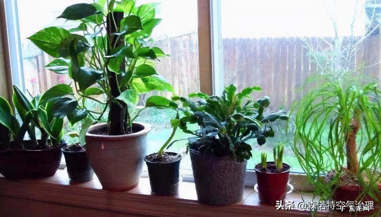 快速去除甲醛的7种方法 如何才能去除室内甲醛