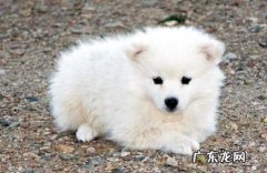 边牧训练方式 及动态口令