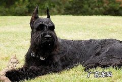 怎样训炼雪纳瑞不叫？