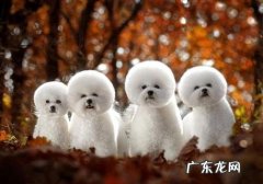 成年人比熊不清楚怎么训练？我来教你！