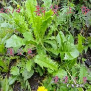 【抖音文案】写蒲公英的叶子写一两句话