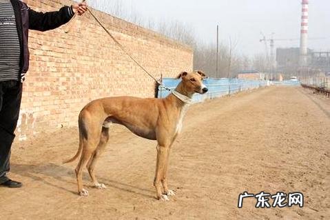 格力犬如何训炼盯灯?