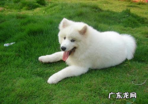 小狗突然腿瘸了还有点发抖,应该怎么办?