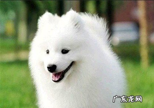 小狗突然腿瘸了还有点发抖,应该怎么办?