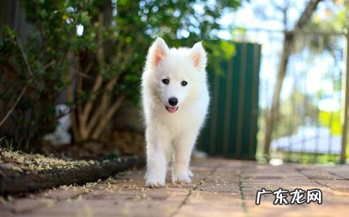 小狗钙的缺少成o型腿多久能修补