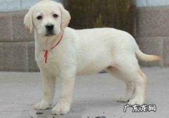 小狗钙的缺少成o型腿多久能修补