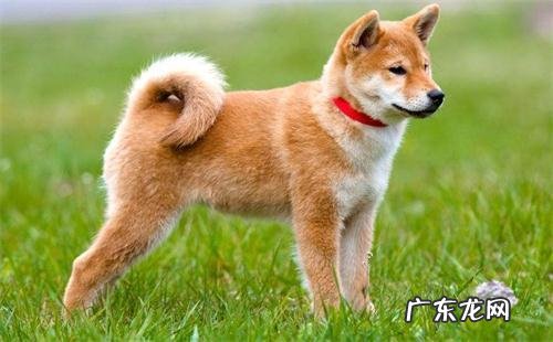 小狗钙的缺少成o型腿多久能修补