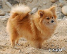 小狗咬架受伤务必注入不