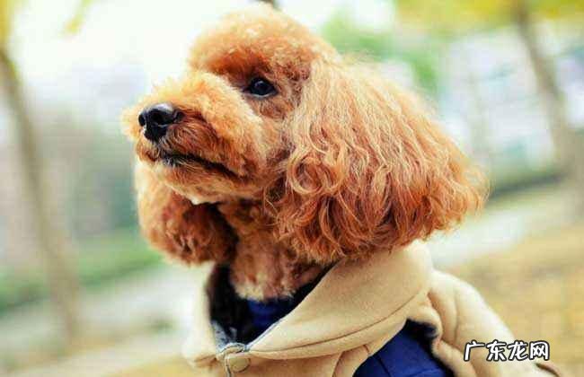 小泰迪这类行为事实上是在预示着：它生病了