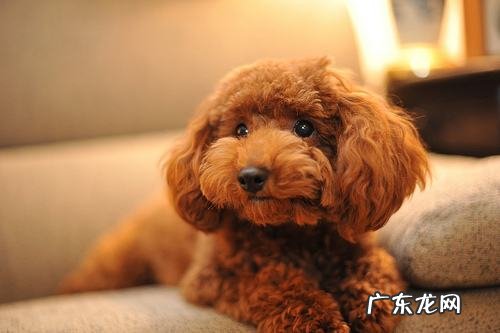 小泰迪这类行为事实上是在预示着：它生病了