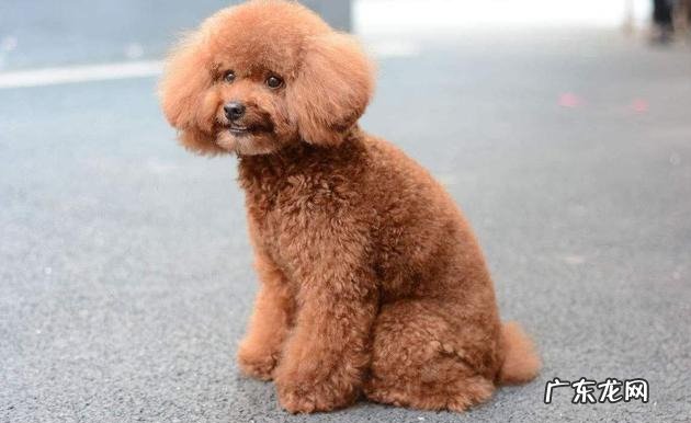 小泰迪这类行为事实上是在预示着：它生病了