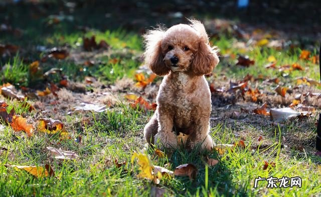 小泰迪这类行为事实上是在预示着：它生病了