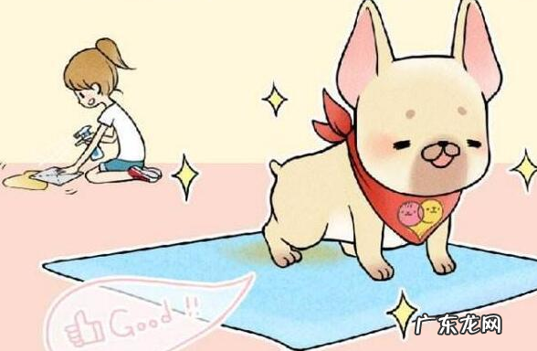 小狗八个月来月经正常吗