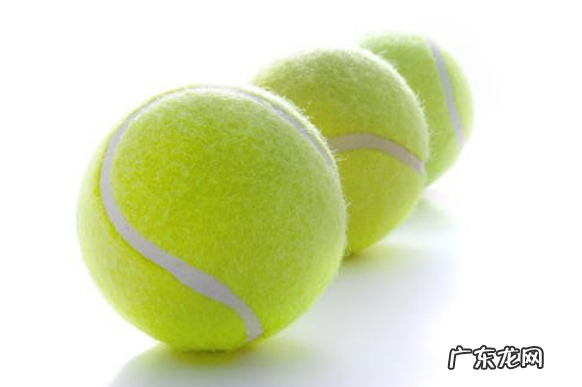 小狗八个月来月经正常吗