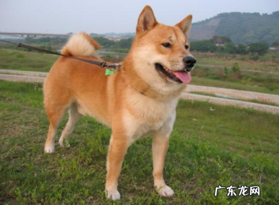 小狗八个月来月经正常吗