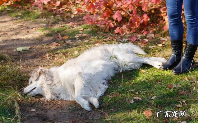秋天养宠物有哪些不一样？如何让小狗更健康