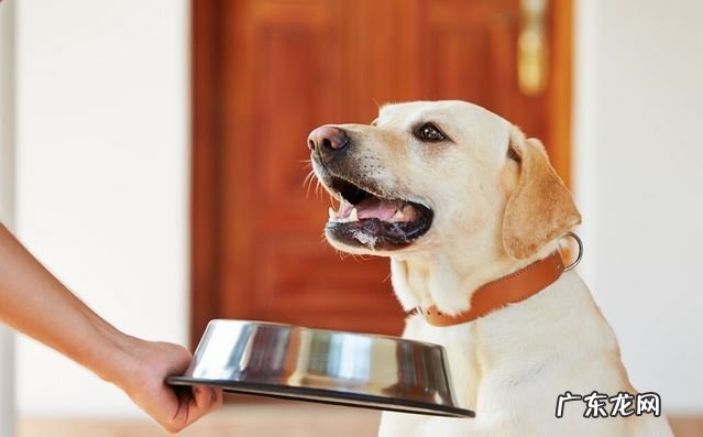 秋天养宠物有哪些不一样？如何让小狗更健康