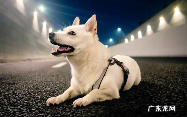 秋天养宠物有哪些不一样？如何让小狗更健康