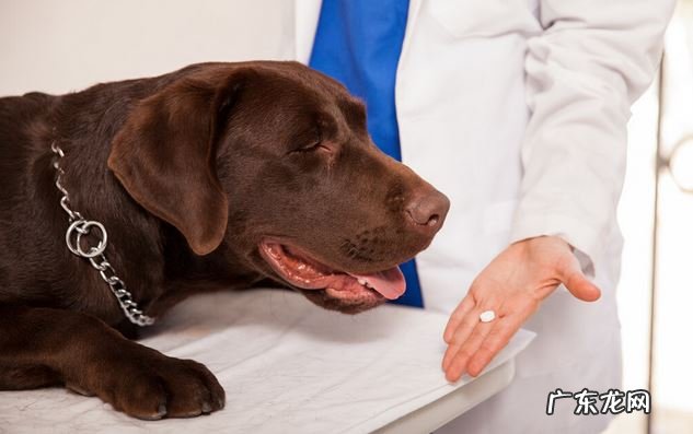 秋天养宠物有哪些不一样？如何让小狗更健康