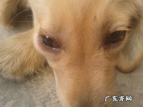 小狗上眼皮突然肿了