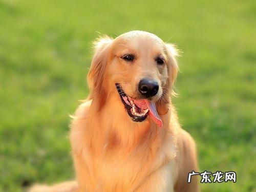 小狗上眼皮突然肿了