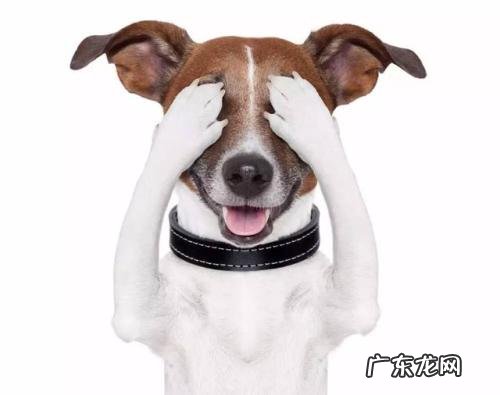 小狗上眼皮突然肿了