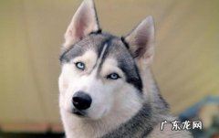 金毛一年来几次经期