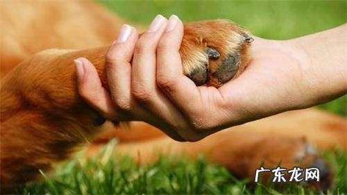 为什么金毛狗狗很容易腿瘸