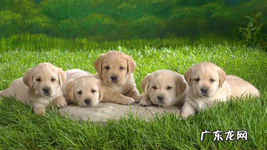 为什么金毛狗狗很容易腿瘸