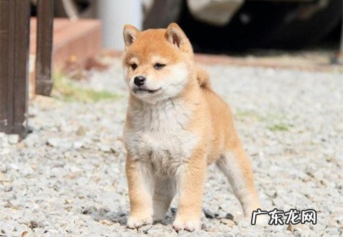 为什么金毛狗狗很容易腿瘸