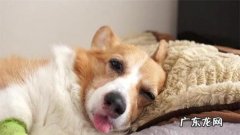 提防小狗转感冒发烧 ，主人家还要留意它这类主要表现