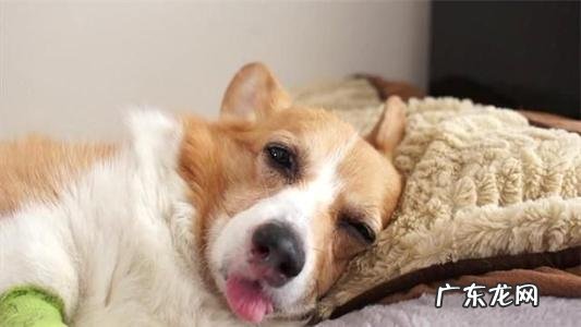 提防小狗转感冒发烧 ,主人家还要留意它这类主要表现