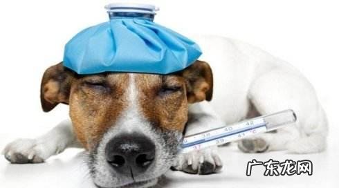 提防小狗转感冒发烧 ,主人家还要留意它这类主要表现