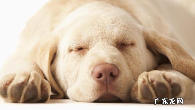 提防小狗转感冒发烧 ,主人家还要留意它这类主要表现