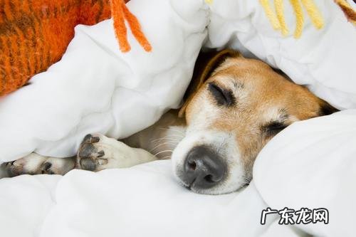 提防小狗转感冒发烧 ,主人家还要留意它这类主要表现