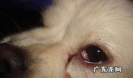 提防小狗转感冒发烧 ,主人家还要留意它这类主要表现