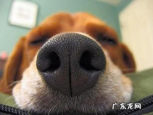 提防小狗转感冒发烧 ,主人家还要留意它这类主要表现