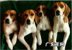 小狗得了狂犬病毒的初期症状是什么？