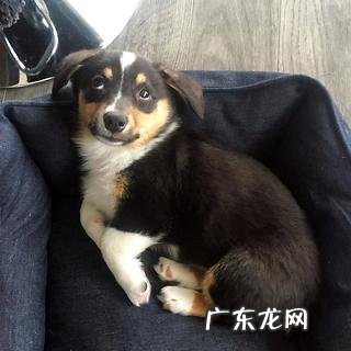 小狗得了狂犬病毒的初期症状是什么?