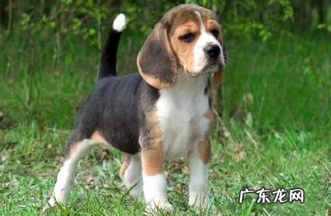 狗狗打疫苗需要多少钱？务必要打吗？