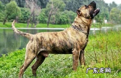 给小狗打疫苗有哪些的不良反应呢?