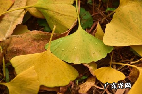 关于银杏落叶的诗句 【抖音文案】银杏落叶的唯美诗句