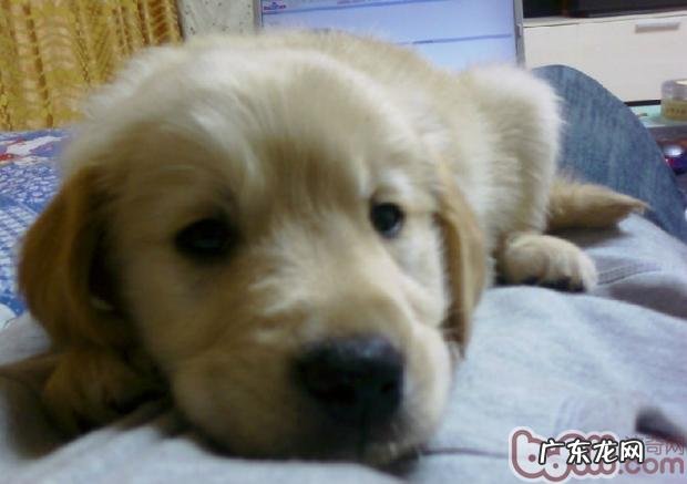 狗狗肠胃炎的发病原因、病症及预防