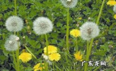 蒲公英可以用什么词来形容四字 【抖音文案】形容蒲公英的好词好句