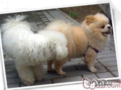 引起狗狗肛门腺炎的发病原因及其鉴别方法