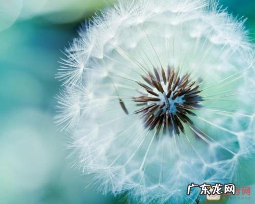 【抖音文案】关于风吹草动的唯美句子