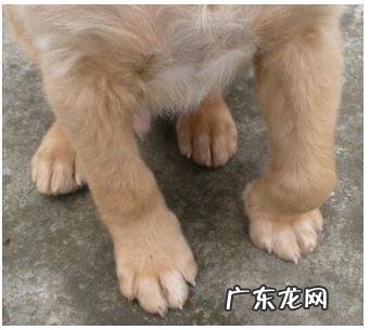 小狗狗突然“腿瘸了”？先不要着急，这类原因占绝大多数